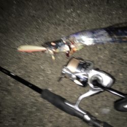 太刀魚ハンティング！