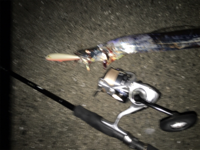 太刀魚ハンティング！