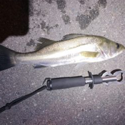 40センチ シーバス