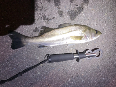 40センチ シーバス