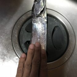 タチウオには…タチウオ！