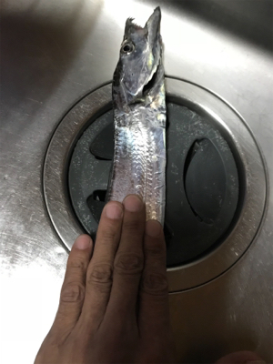 タチウオには…タチウオ！