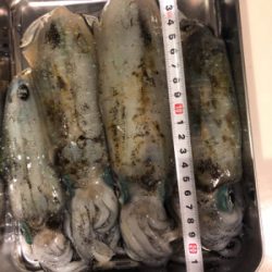 台風前にエギング