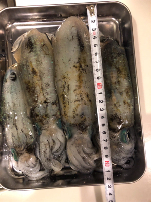 台風前にエギング