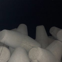 アオリを求めて…