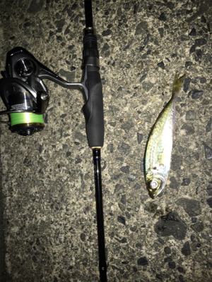 台風前アジング