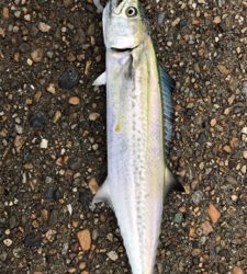 台風前の渋々夕まずめショアジギング