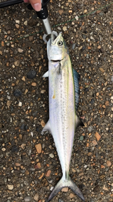 台風前の渋々夕まずめショアジギング