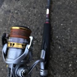 アオリイカ釣果