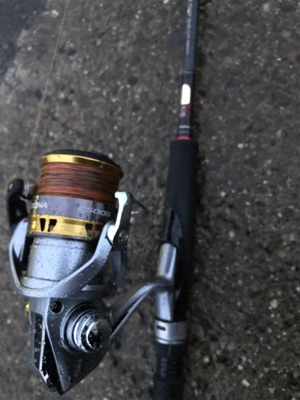 アオリイカ釣果