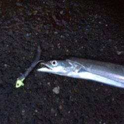 台風前タチウオ