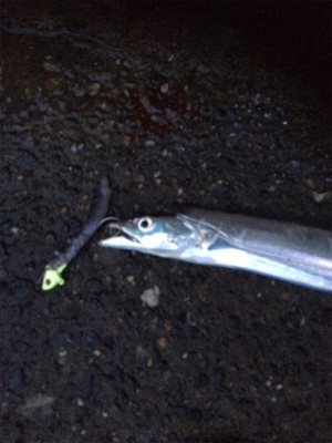 台風前タチウオ