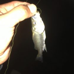 台風が来る前に サビキとライトゲーム