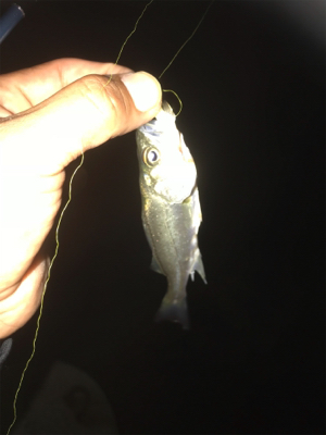 台風が来る前に サビキとライトゲーム