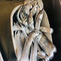 タチウオ こまいが入れ食い