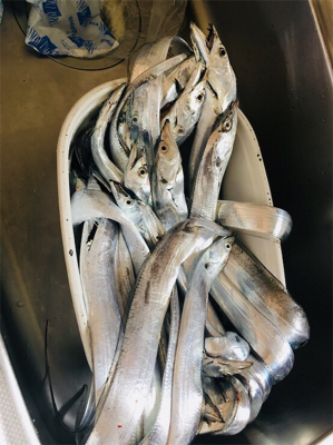 タチウオ こまいが入れ食い