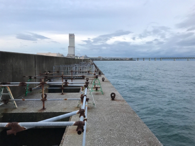 台風前のハマチ！