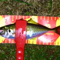 台風前アジング