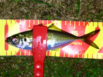 台風前アジング