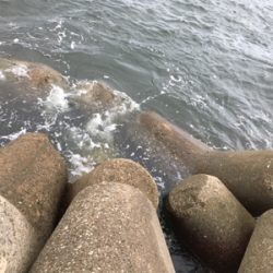 チヌさん釣れず