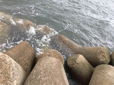 チヌさん釣れず