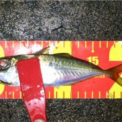 台風直前アジング