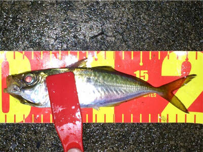 台風直前アジング