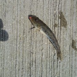 豊浜漁港、中山製鋼所