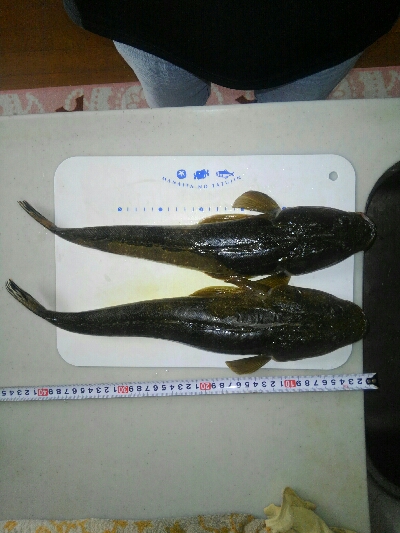 いい時期になりましたな