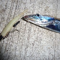 ちょっとだけタチウオ。