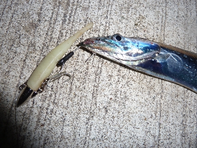 ちょっとだけタチウオ。