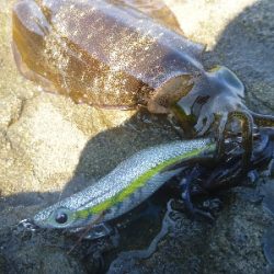 アオリイカ調査