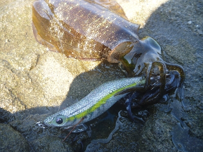 アオリイカ調査