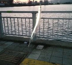 アタリ0から突然入れ食いモードになりました。