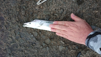 今シーズンの初タチ釣行