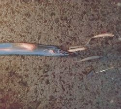 復活のアラバマン!