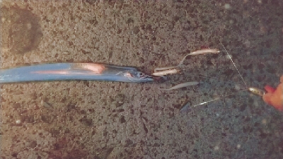 復活のアラバマン！