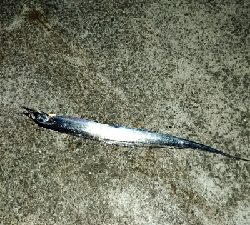 エギングのちアジング