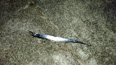 エギングのちアジング