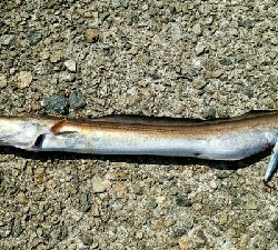 ハマチは何処に