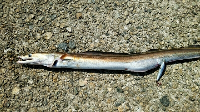 ハマチは何処に