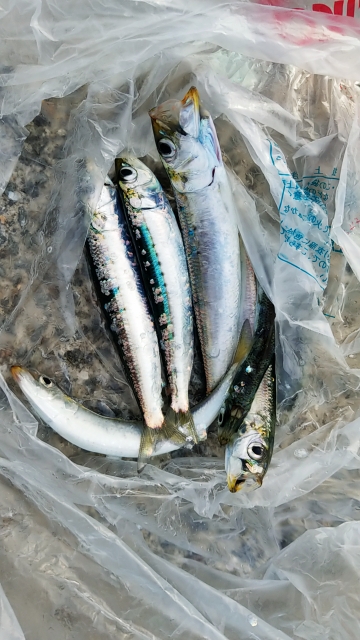 太刀魚と鰯