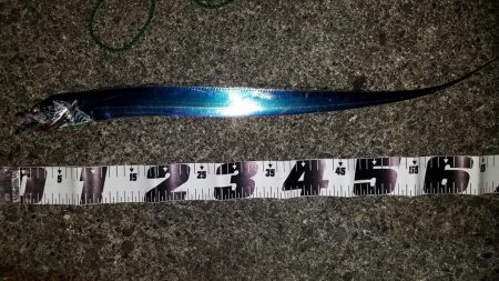 太刀魚好調で場所がない