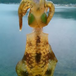 今秋初のボイントで｡