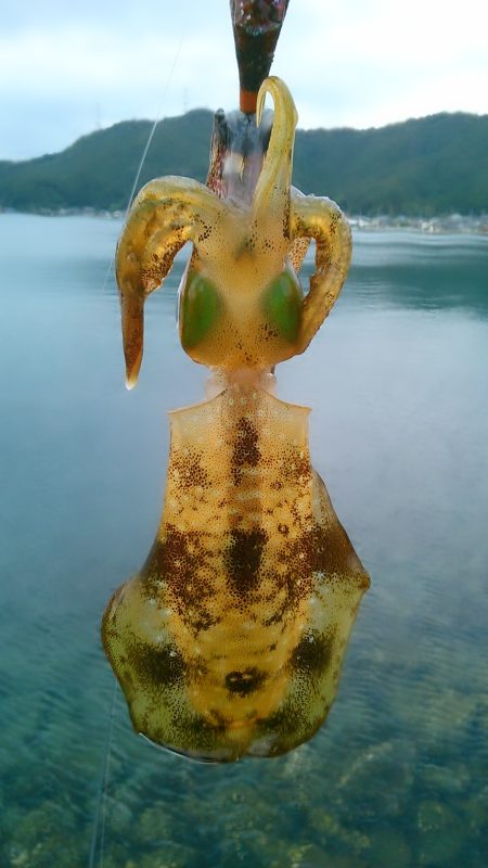 今秋初のボイントで｡