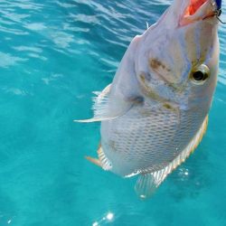 ウェーダーで…