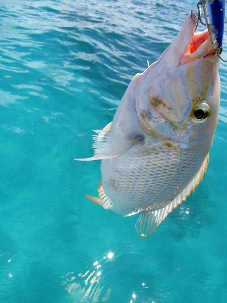 ウェーダーで…