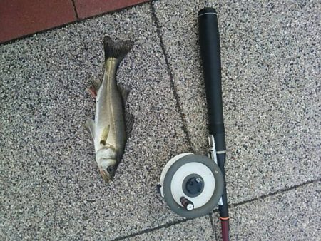 豊洲ぐるり公園　ん～、チビ