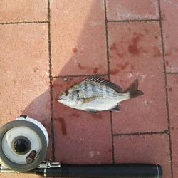 朝マヅ狙い ~豊洲ぐるり公園~