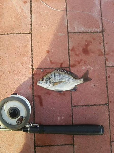 朝マヅ狙い　～豊洲ぐるり公園～